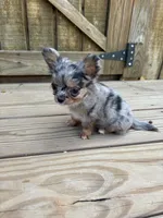 Jewels , a female Chihuahua for sale in Cullowhee, NC – 5 of 10