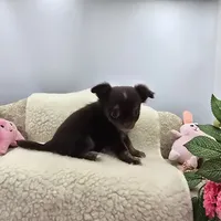 Full AKC Juliette's Chocolate Male # 3, a male Chihuahua for sale in Cullowhee, NC – 6 of 10