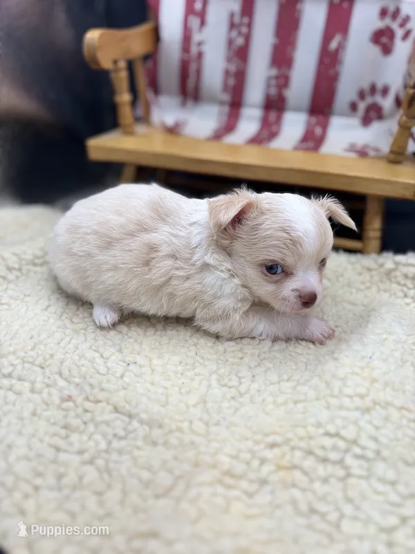 Male creme blue eyes full AKC  – Chihuahua puppy for sale in Cullowhee, NC