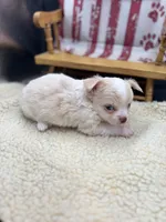 Male creme blue eyes full AKC , a male Chihuahua for sale in Cullowhee, NC – 1 of 10