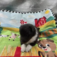 Farrah full akc male Bi-blk, a male Shetland Sheepdog for sale in Cullowhee, NC – 7 of 8