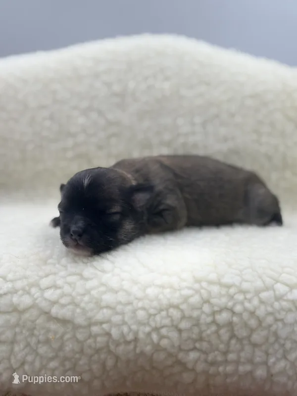 Full AKC Summer female – Chihuahua puppy for sale in Cullowhee, NC