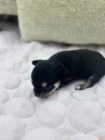 Caroline m1 full AKC , a male Chihuahua for sale in Cullowhee, NC – 4 of 10