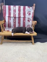 Freyas chocolate male full AKC , a male Chihuahua for sale in Cullowhee, NC – 9 of 10