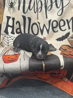 Panda male 1 full AKC , a male Chihuahua for sale in Cullowhee, NC – 7 of 10