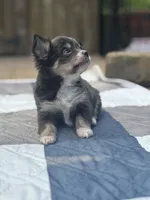 Freyas female full AKC , a female Chihuahua for sale in Cullowhee, NC – 7 of 10