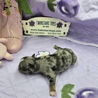 Full Akc Charlotte Blue merle female, a female Chihuahua for sale in Cullowhee, NC – 10 of 10