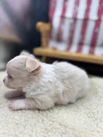 Male creme blue eyes full AKC , a male Chihuahua for sale in Cullowhee, NC – 7 of 10