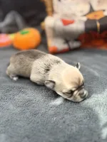 Panda Female long coat 2 full AKC, a female Chihuahua for sale in Cullowhee, NC – 5 of 10