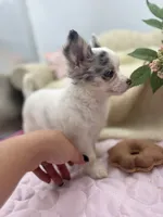 Full AKC Blue Eyed Jill female, a female Chihuahua for sale in Cullowhee, NC – 9 of 10