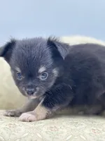 Full AKC Juliette Male # 4 , a male Chihuahua for sale in Cullowhee, NC – 6 of 10