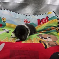 Farrah full Akc female Bi-blk, a female Shetland Sheepdog for sale in Cullowhee, NC – 6 of 10