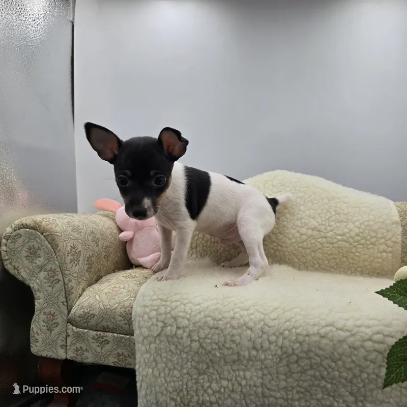 Full AKC Mini's Male #2 – Toy Fox Terrier puppy for sale in Cullowhee, NC
