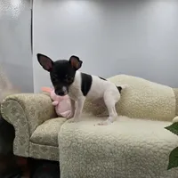 Full AKC Mini's Male #2, a male Toy Fox Terrier for sale in Cullowhee, NC – 1 of 9