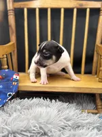 Topanga M3, a male Toy Fox Terrier for sale in Cullowhee, NC – 7 of 10