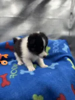 Full AKC Zina M 5, a male Shetland Sheepdog for sale in Cullowhee, NC – 8 of 10