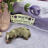 Full Akc Charlotte's chocolate merle male, a male Chihuahua for sale in Cullowhee, NC – 2 of 10