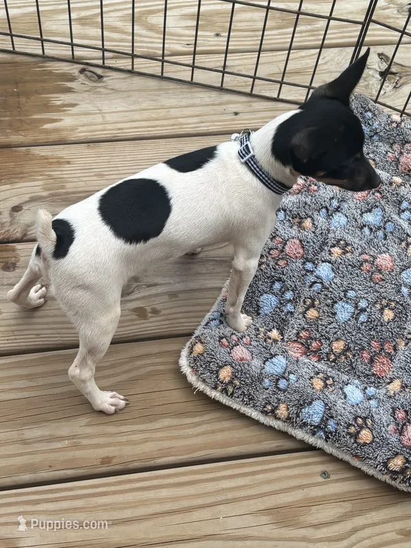 Full AKC Mini's Male #2 – Toy Fox Terrier puppy for sale in Cullowhee, NC