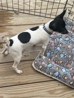 Full AKC Mini's Male #2, a male Toy Fox Terrier for sale in Cullowhee, NC – 5 of 10