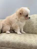 Amber female full AKC Teacup , a female Chihuahua for sale in Cullowhee, NC – 7 of 10