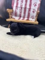 Janice black n white LC female , a female Chihuahua for sale in Cullowhee, NC – 3 of 10