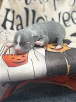 Panda female 1 full AKC , a female Chihuahua for sale in Cullowhee, NC – 5 of 10