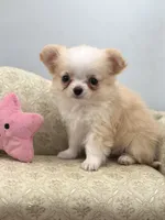 Amber female full AKC Teacup , a female Chihuahua for sale in Cullowhee, NC – 9 of 10