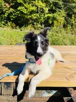 Belles  full AKC , a female Shetland Sheepdog for sale in Cullowhee, NC – 6 of 9