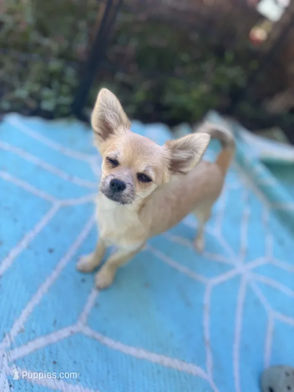 Mindy Full AKC female – Chihuahua puppy for sale in Cullowhee, NC