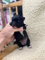 JDs black n white LC female , a female Chihuahua for sale in Cullowhee, NC – 4 of 10