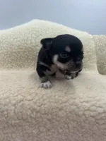 Caroline F1 AKC , a female Chihuahua for sale in Cullowhee, NC – 7 of 10