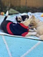 Pumbaa Full Akc Champion sire male, a male Chihuahua for sale in Cullowhee, NC – 9 of 10