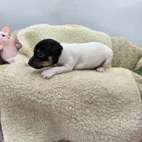 Cupcake tri female , a female Toy Fox Terrier for sale in Cullowhee, NC – 8 of 10