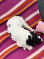 Lucy female full AKC , a female Shetland Sheepdog for sale in Cullowhee, NC – 4 of 10