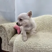 Full AKC Joey Blue eyed hidden merle male, a male Chihuahua for sale in Cullowhee, NC – 5 of 10