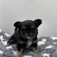 Kit Kat Small male  full AKC, a male Chihuahua for sale in Cullowhee, NC – Photo 2 of 10