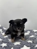 Kit Kat Small male  full AKC, a male Chihuahua for sale in Cullowhee, NC – Photo 2 of 10