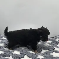 Kit Kat Small male  full AKC, a male Chihuahua for sale in Cullowhee, NC – Photo 7 of 10