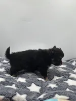 Kit Kat Small male  full AKC, a male Chihuahua for sale in Cullowhee, NC – Photo 7 of 10