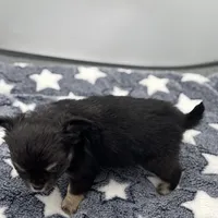 Kit Kat Small male  full AKC, a male Chihuahua for sale in Cullowhee, NC – Photo 10 of 10