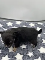 Kit Kat Small male  full AKC, a male Chihuahua for sale in Cullowhee, NC – Photo 10 of 10