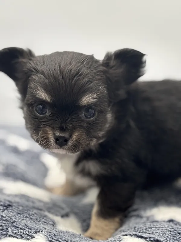 Kit Kat Small male  full AKC