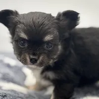 Kit Kat Small male  full AKC, a male Chihuahua for sale in Cullowhee, NC – Photo 1 of 10