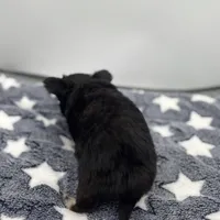 Kit Kat Small male  full AKC, a male Chihuahua for sale in Cullowhee, NC – Photo 8 of 10