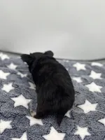 Kit Kat Small male  full AKC, a male Chihuahua for sale in Cullowhee, NC – Photo 8 of 10