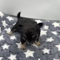 Kit Kat Small male  full AKC, a male Chihuahua for sale in Cullowhee, NC – Photo 9 of 10