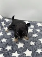 Kit Kat Small male  full AKC, a male Chihuahua for sale in Cullowhee, NC – Photo 9 of 10