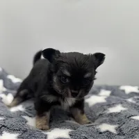 Kit Kat Small male  full AKC, a male Chihuahua for sale in Cullowhee, NC – Photo 5 of 10