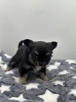 Kit Kat Small male  full AKC, a male Chihuahua for sale in Cullowhee, NC – Photo 5 of 10