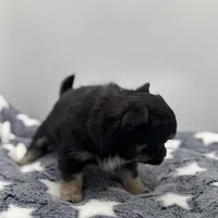 Kit Kat Small male  full AKC, a male Chihuahua for sale in Cullowhee, NC – Photo 3 of 10